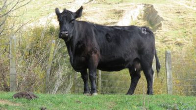 IMG_4218 IMG_4218