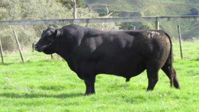 Pinebank P80 Pinebank P80